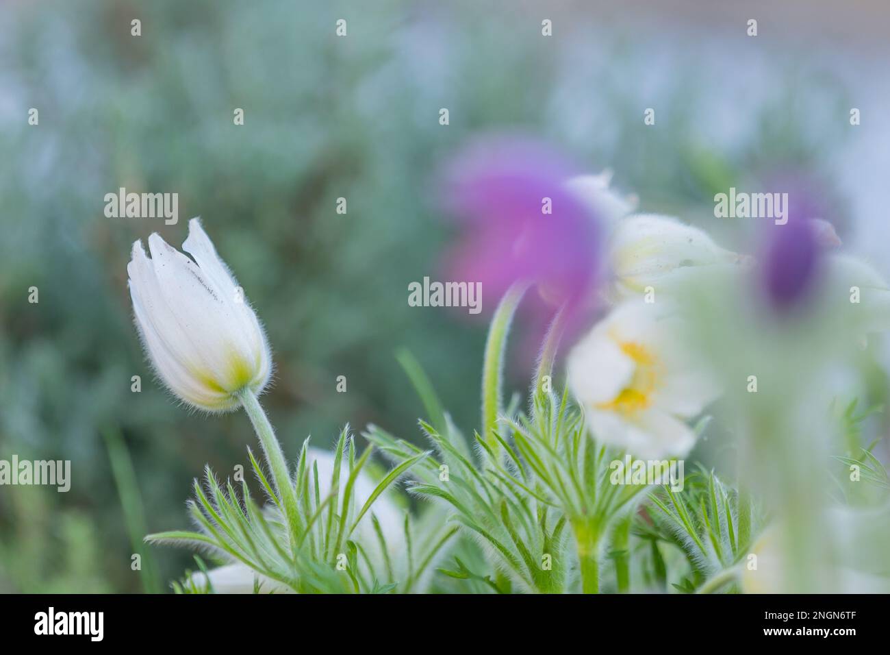 gros plan d'une fleur de pasqueflower blanche (pulsatilla) avec fond flou Banque D'Images