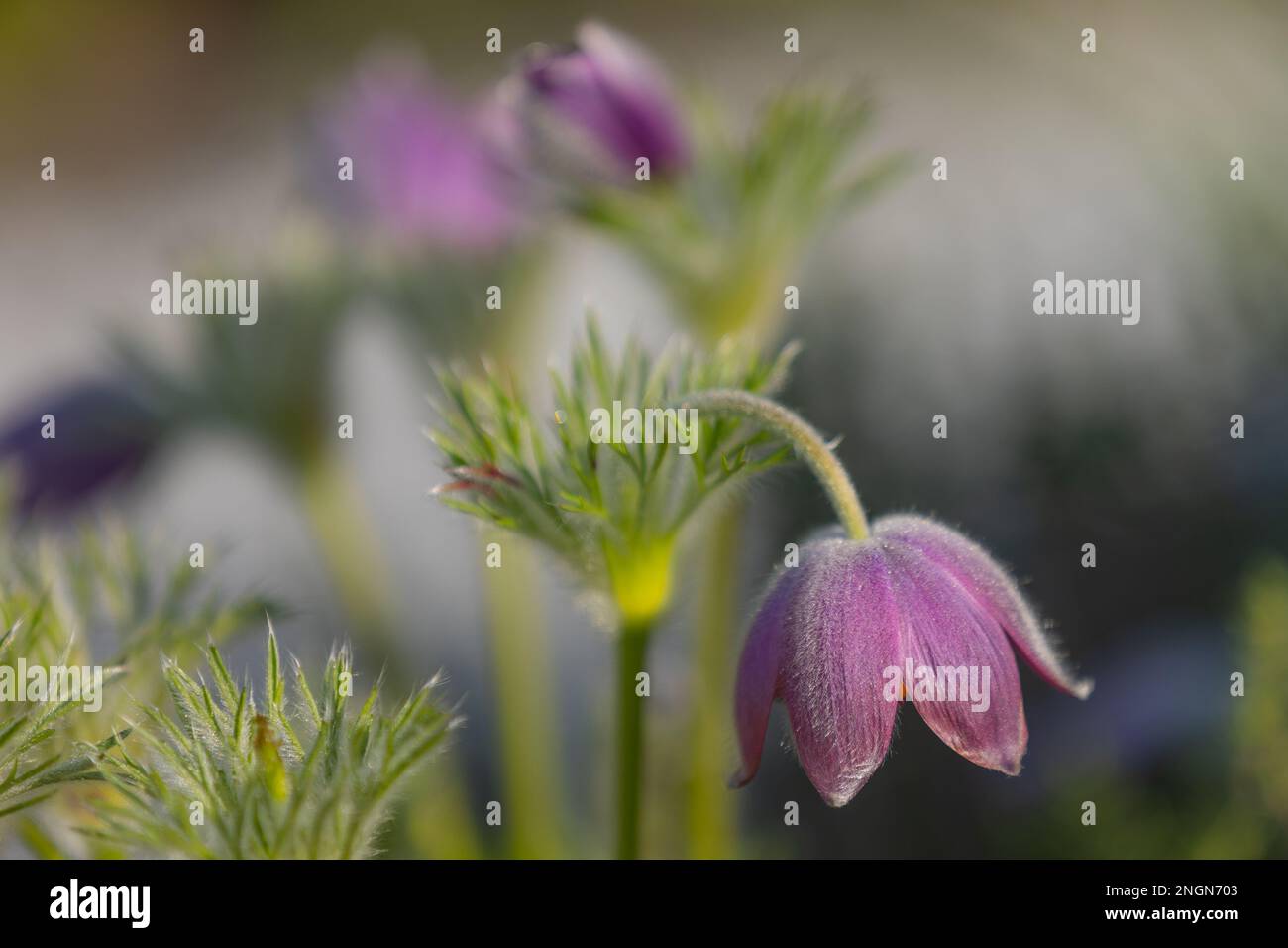 gros plan d'une fleur de paqueflower violet foncé (pulsatilla vulgaris) avec fond flou Banque D'Images