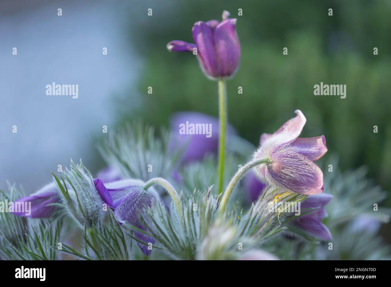 gros plan de fleurs de pasqueflower pourpres (pulsatilla vulgaris) avec fond flou Banque D'Images