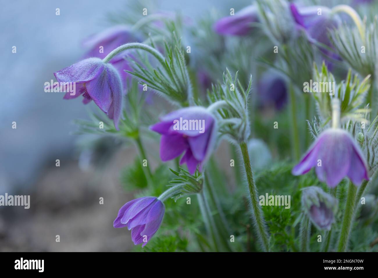 gros plan d'une fleur de paqueflower pourpre (pulsatilla vulgaris) avec un premier plan et un arrière-plan flous Banque D'Images