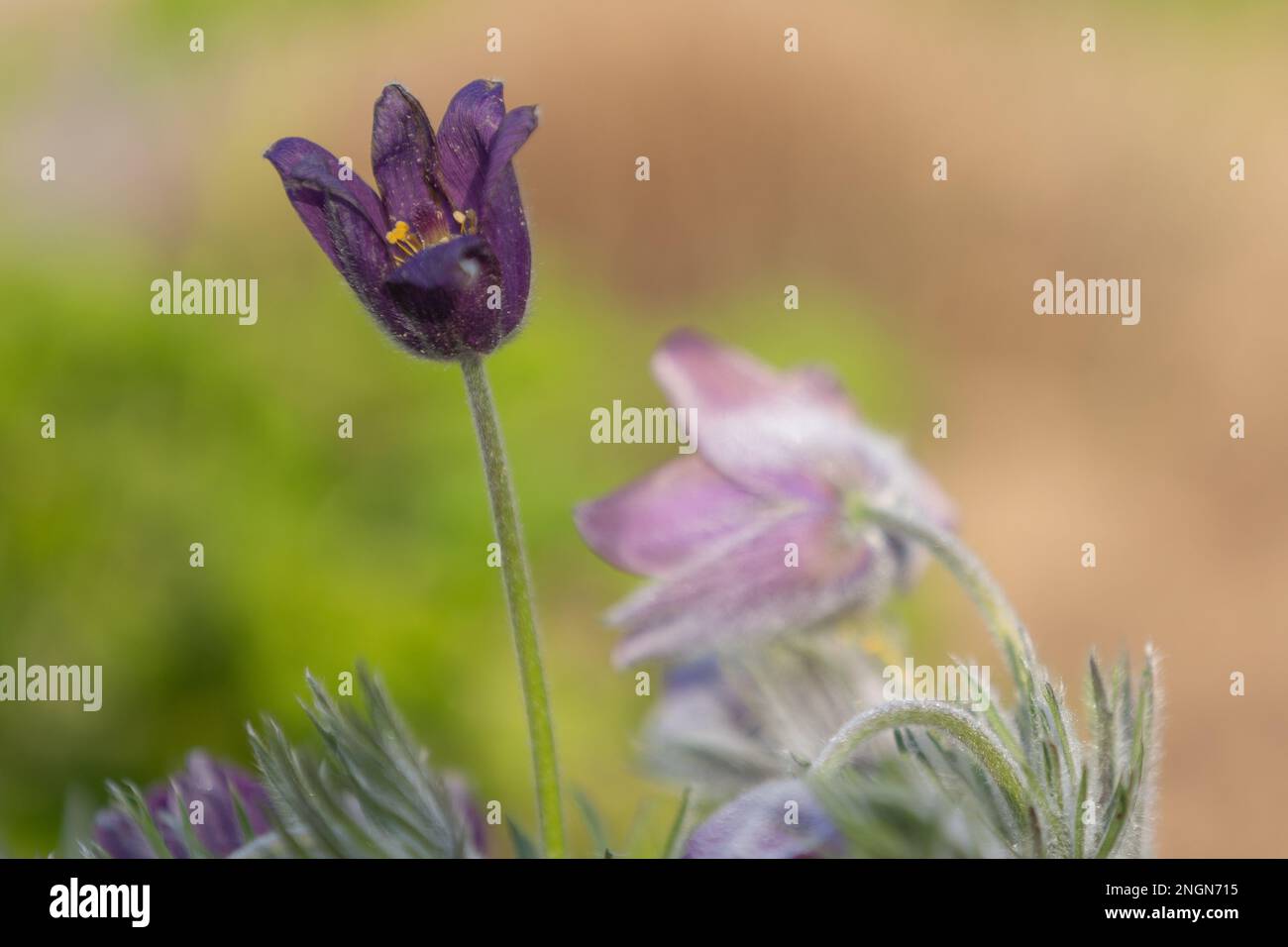 gros plan d'une fleur de paqueflower violet foncé (pulsatilla vulgaris) avec un premier plan et un arrière-plan flous Banque D'Images