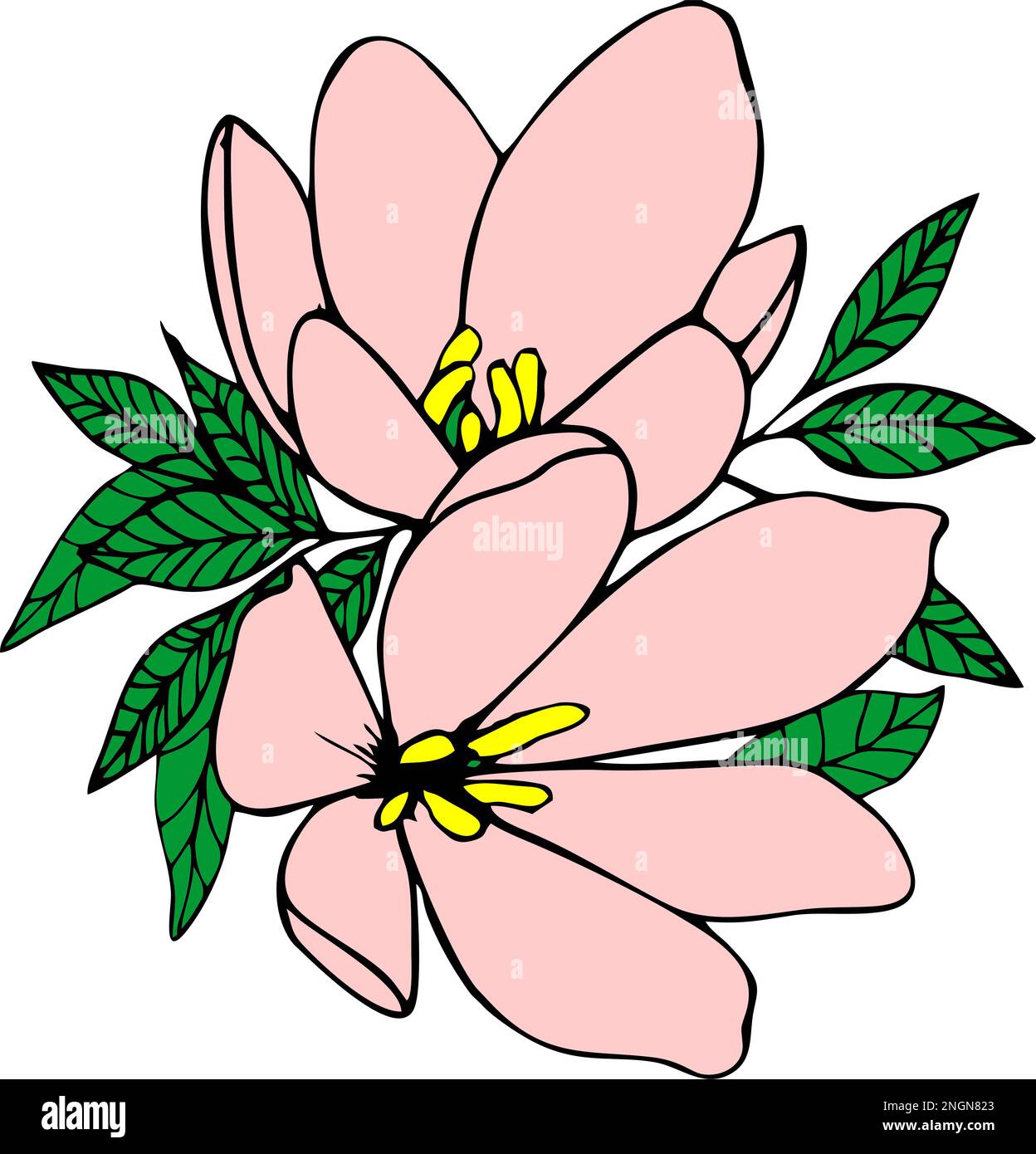 dessin graphique couleur de deux grandes fleurs roses avec un contour noir, élément isolé, décor Banque D'Images