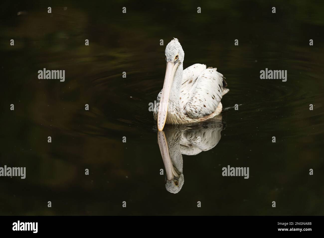 Oiseau dans l'eau. Pélican dalmatien, Pelecanus crispus, dans le lac en Grèce. Scène de la faune. Banque D'Images