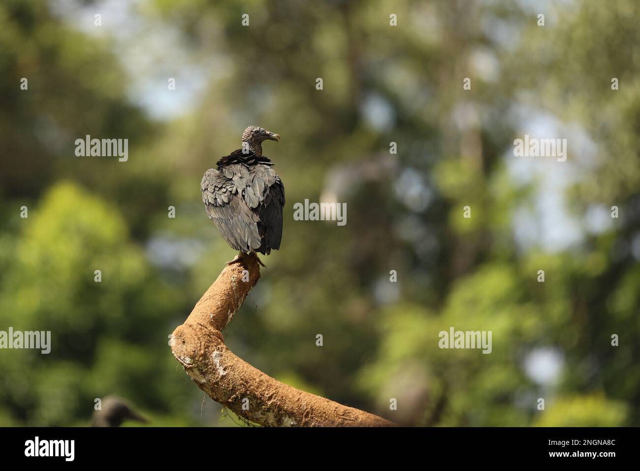 Faune Costa Rica. Oiseau noir laid Vulture noire, Coragyps atratus, assis dans la végétation verte. Vautour dans l'habitat forestier. Banque D'Images