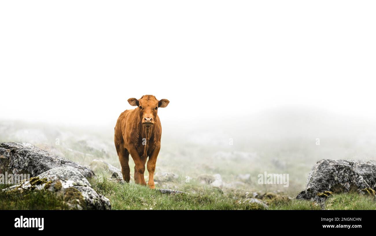 Un veau o un pré entouré de brouillard, regardant directement dans la caméra, ciel blanc nuageux, , style vintage, couleurs réduites, copier l'espace Banque D'Images