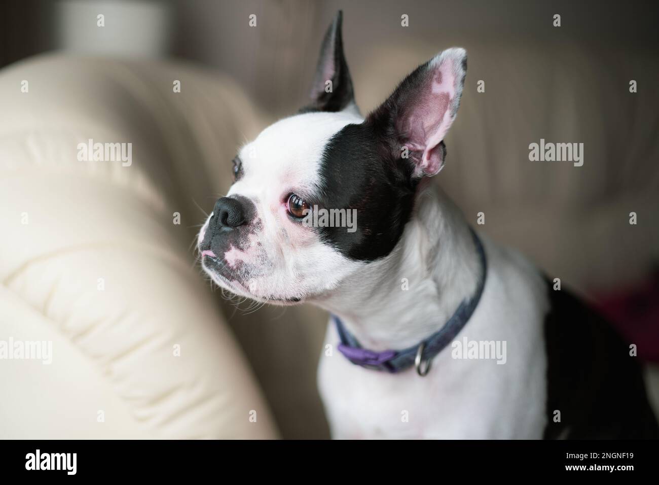 Boston Terrier chien assis sur un canapé-lit doux regardant par une fenêtre qui se reflète dans son oeil. Banque D'Images