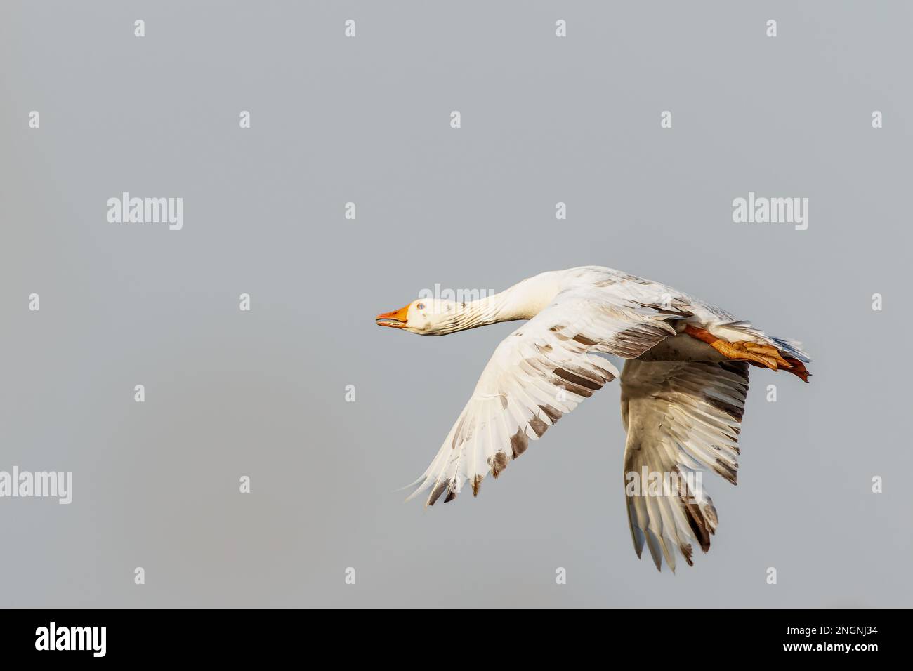 Gros plan d'une oie de Graylag, Anser anser, en vol, montrant l'albinisme avec quelques plumes grises et noires et des taches dans le plumage principalement blanc Banque D'Images