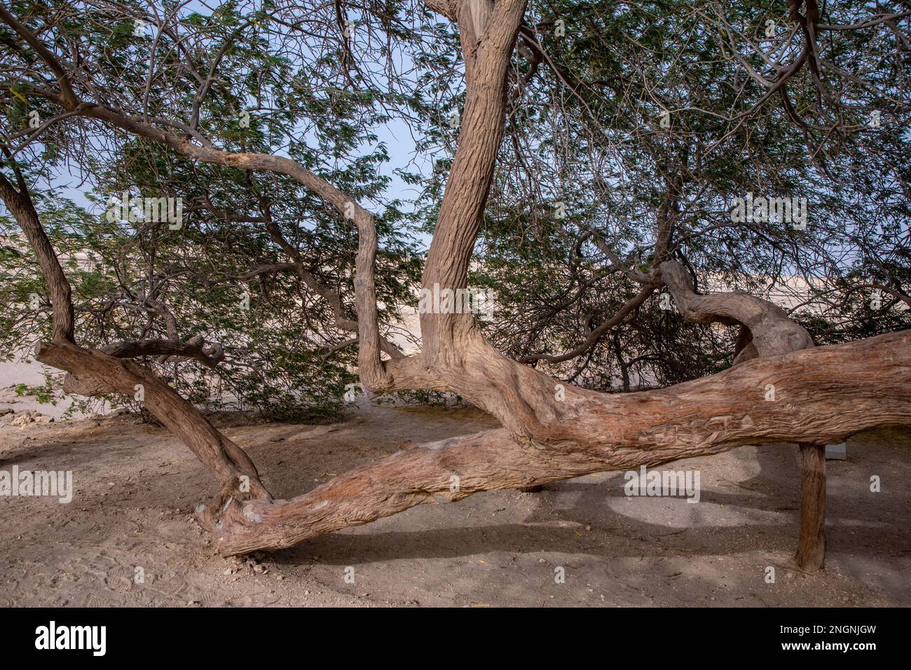 Arbre de vie légendaire dans le désert de Bahreïn, Royaume de Bahreïn. Banque D'Images