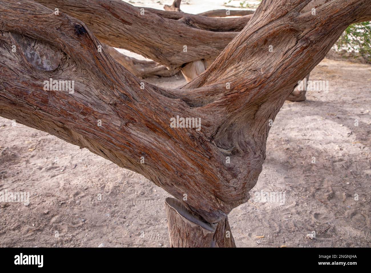 Arbre de vie légendaire dans le désert de Bahreïn, Royaume de Bahreïn. Banque D'Images