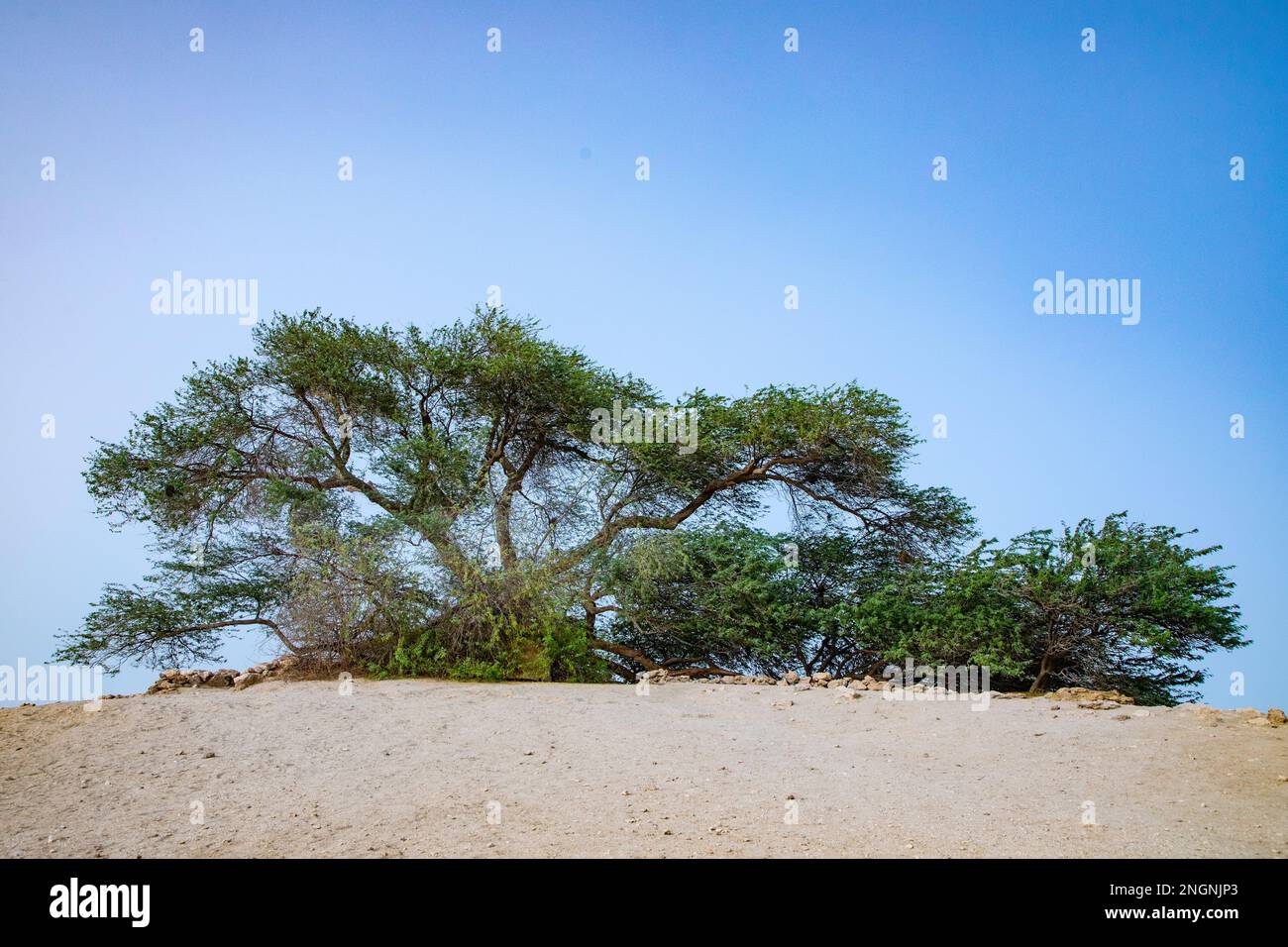 Arbre de vie légendaire dans le désert de Bahreïn, Royaume de Bahreïn. Banque D'Images