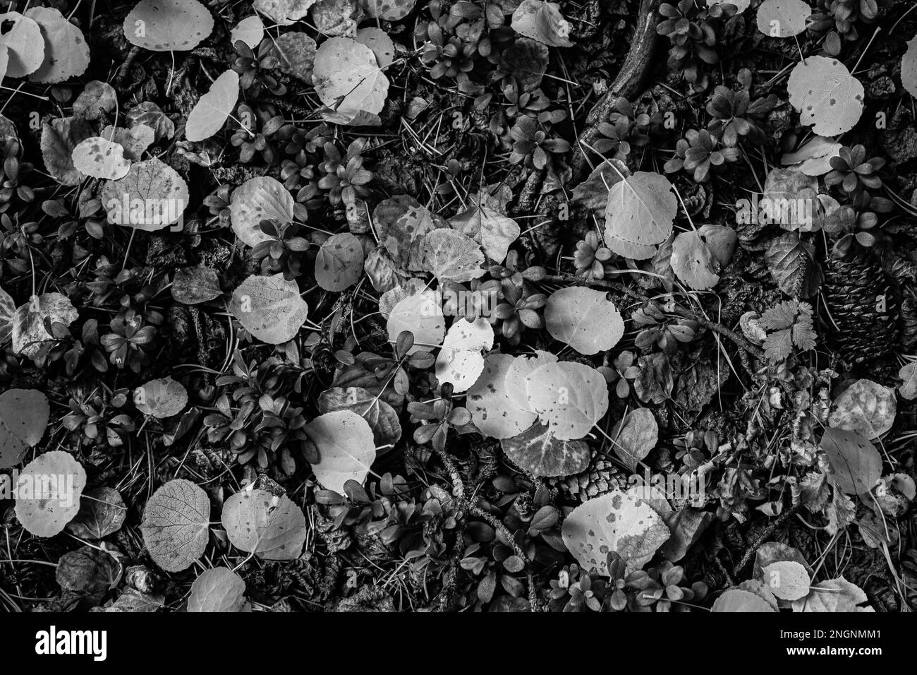 Feuillage d’automne Banque D'Images