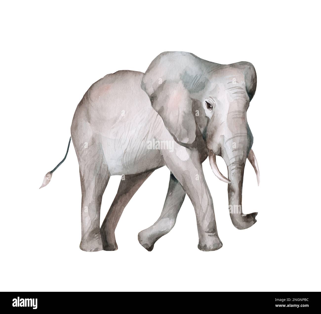 Éléphant d'Afrique. Illustration aquarelle isolée sur fond blanc. Animaux sauvages. Banque D'Images