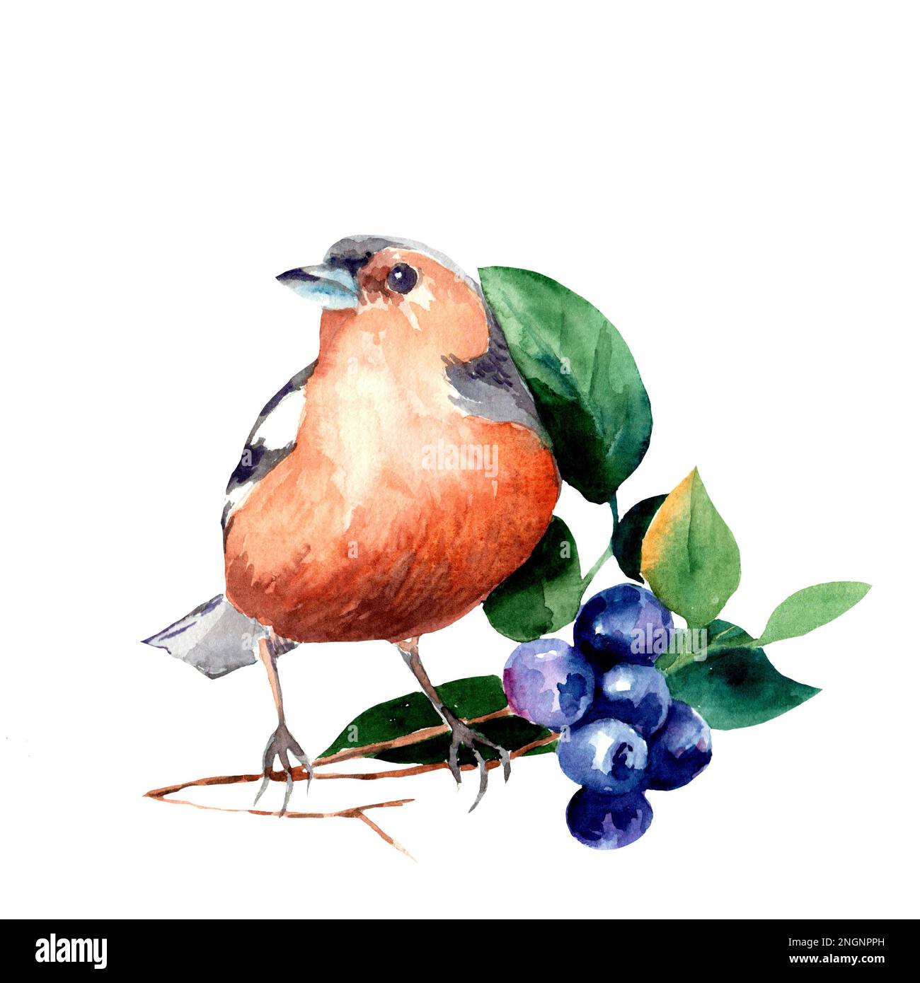 dessin aquarelle d'un oiseau sur une branche de myrtille Banque D'Images