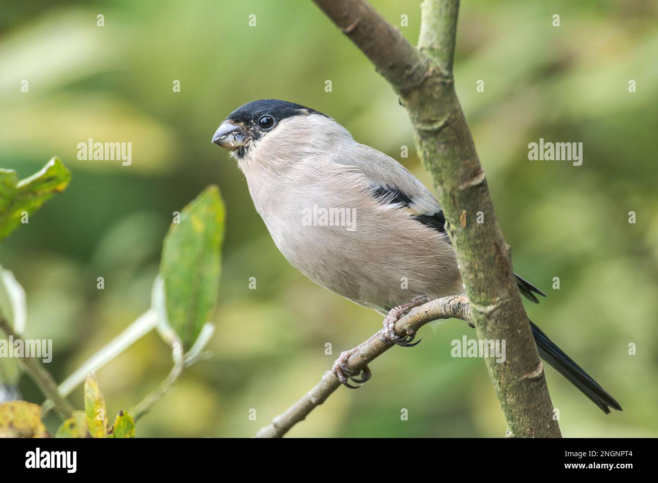 Bullfinch eurasien, Pyrrhula pyrrhula, femelle adulte unique perchée sur la branche du Bush, Norfolk, East Anglia, Angleterre, Royaume-Uni Banque D'Images