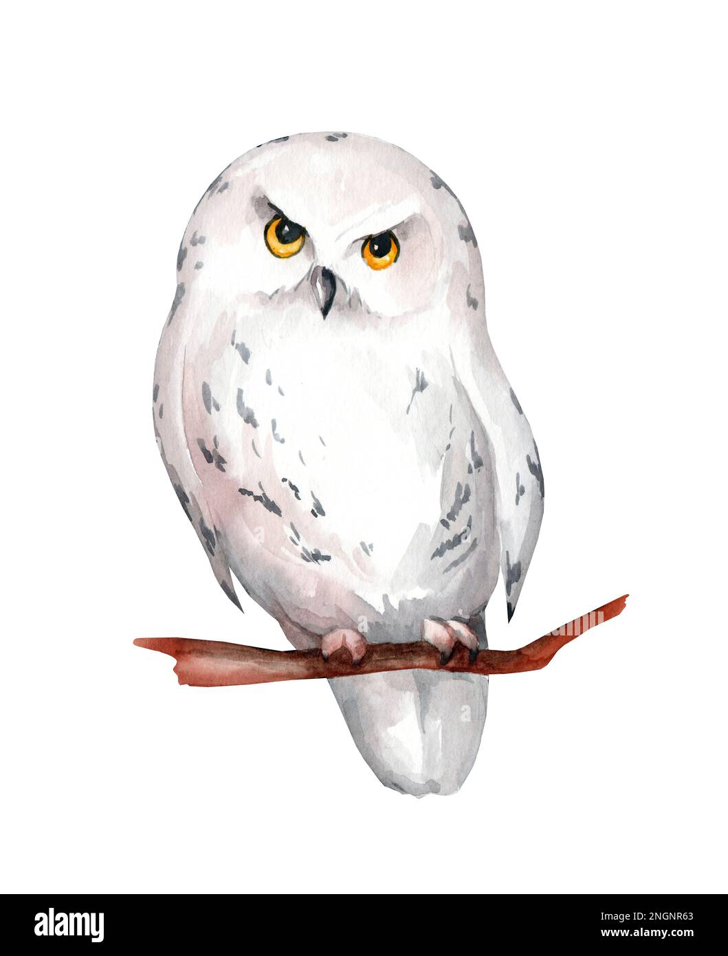 Hibou enneigé blanc isolé sur fond blanc. Illustration aquarelle. Banque D'Images