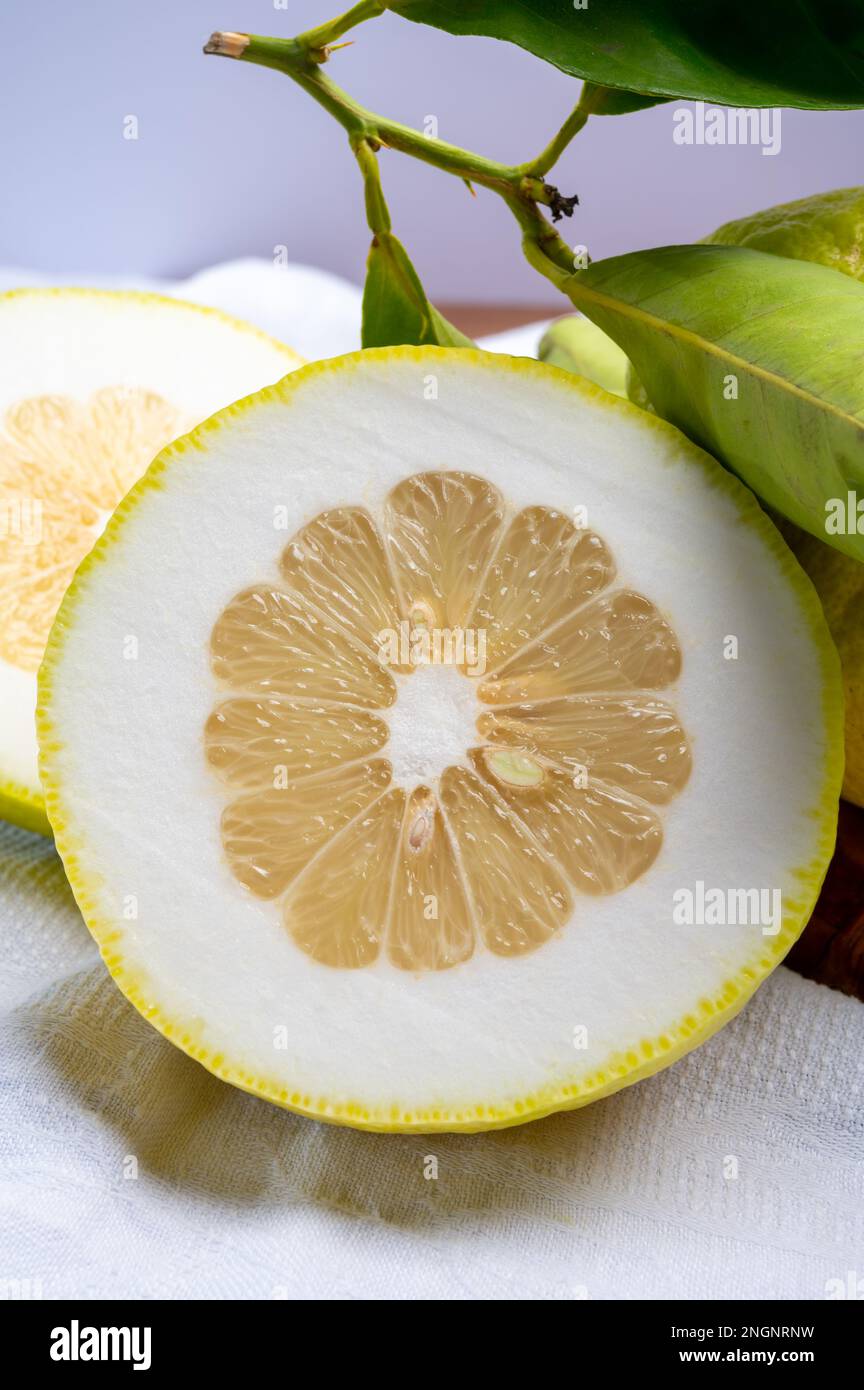 Cédrate de citron-citron ou Citrus medica, grands agrumes parfumés avec de la croûte épaisse utilisés pour faire de la limonchello italienne Banque D'Images
