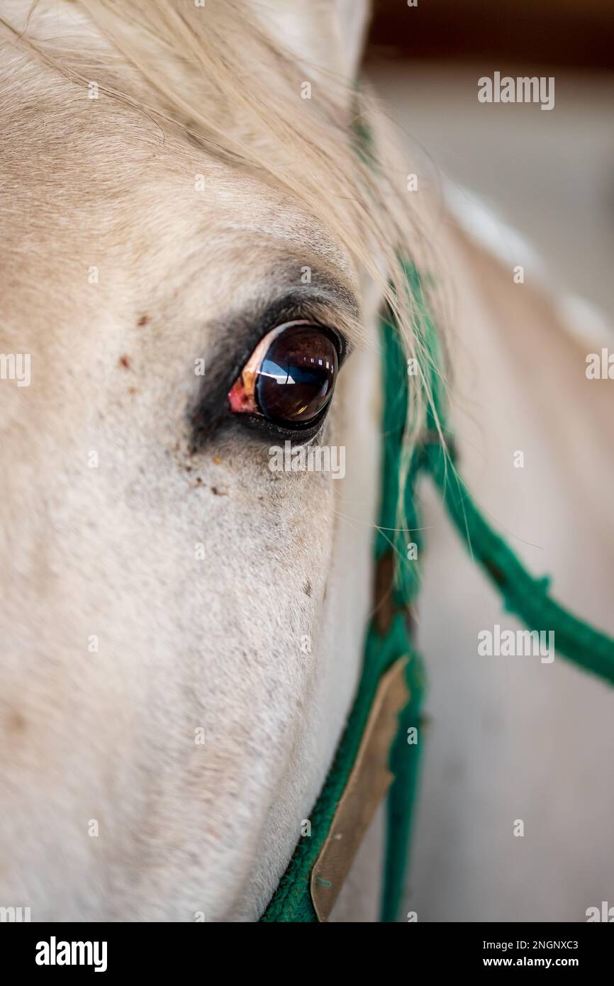 Portrait de cheval Lipizzaner. Le Lipizzan ou Lipizzaner est une race européenne de cheval développé dans l'empire des Habsbourg au XVIe siècle. Banque D'Images