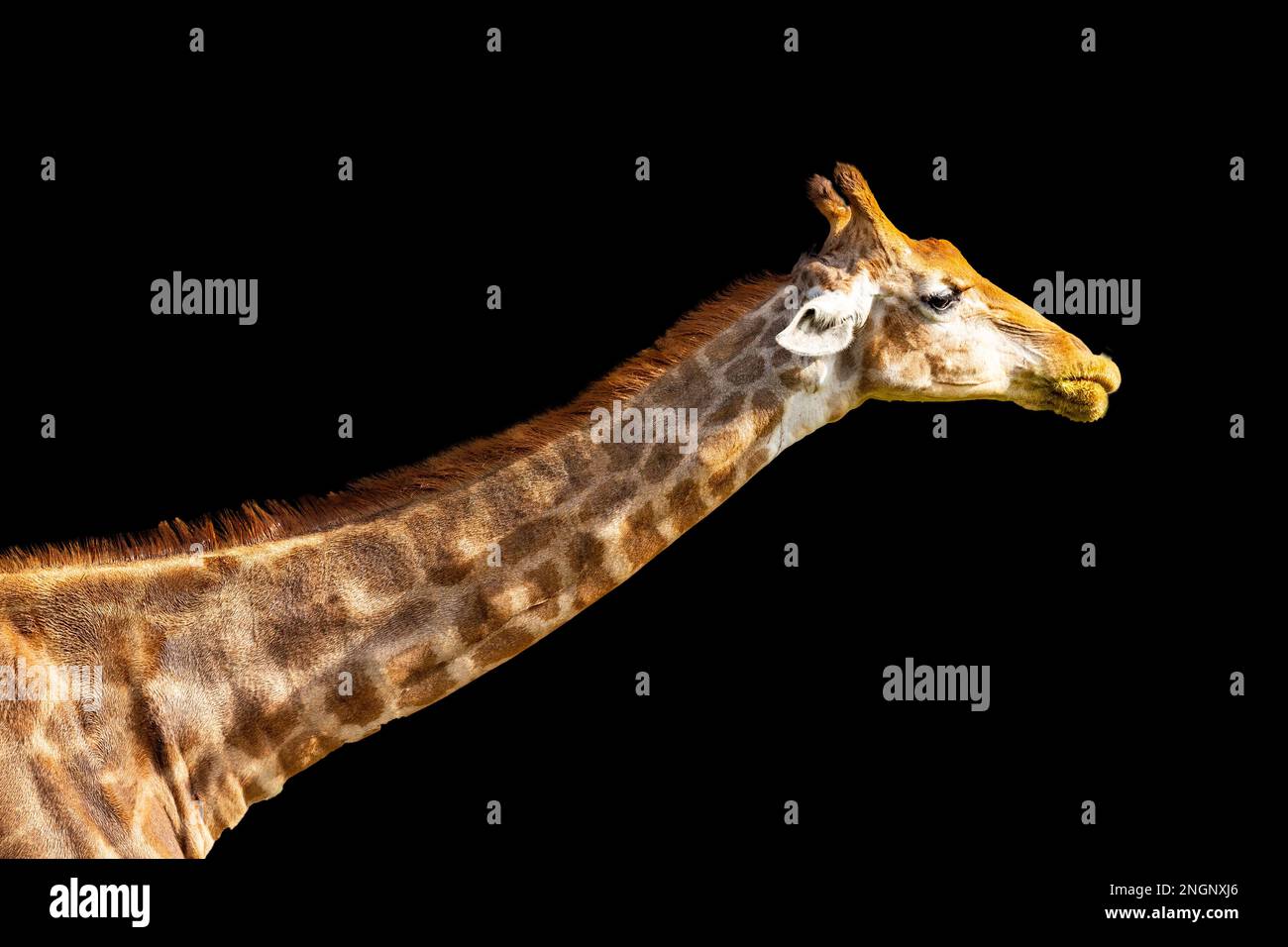 Girafe montrant la tête et le cou, isolée sur fond noir Uni Banque D'Images