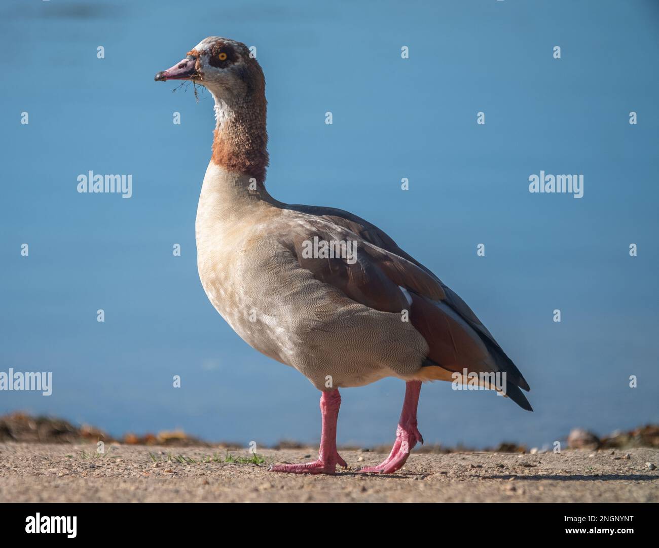 Faune à la réserve naturelle de Lavells Wetland Trust Banque D'Images