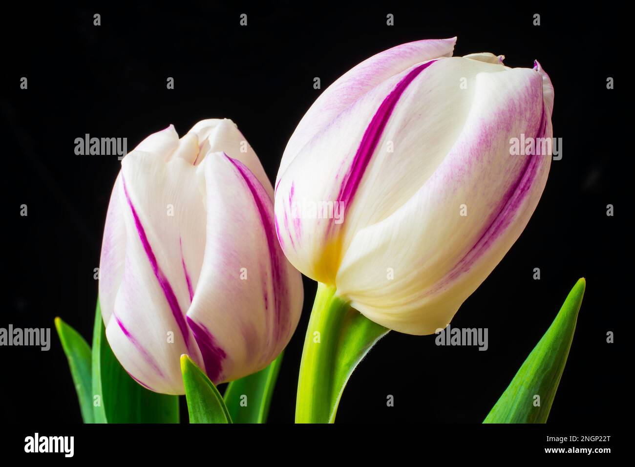 Deux tulipes violettes blanches encore en vie Banque D'Images