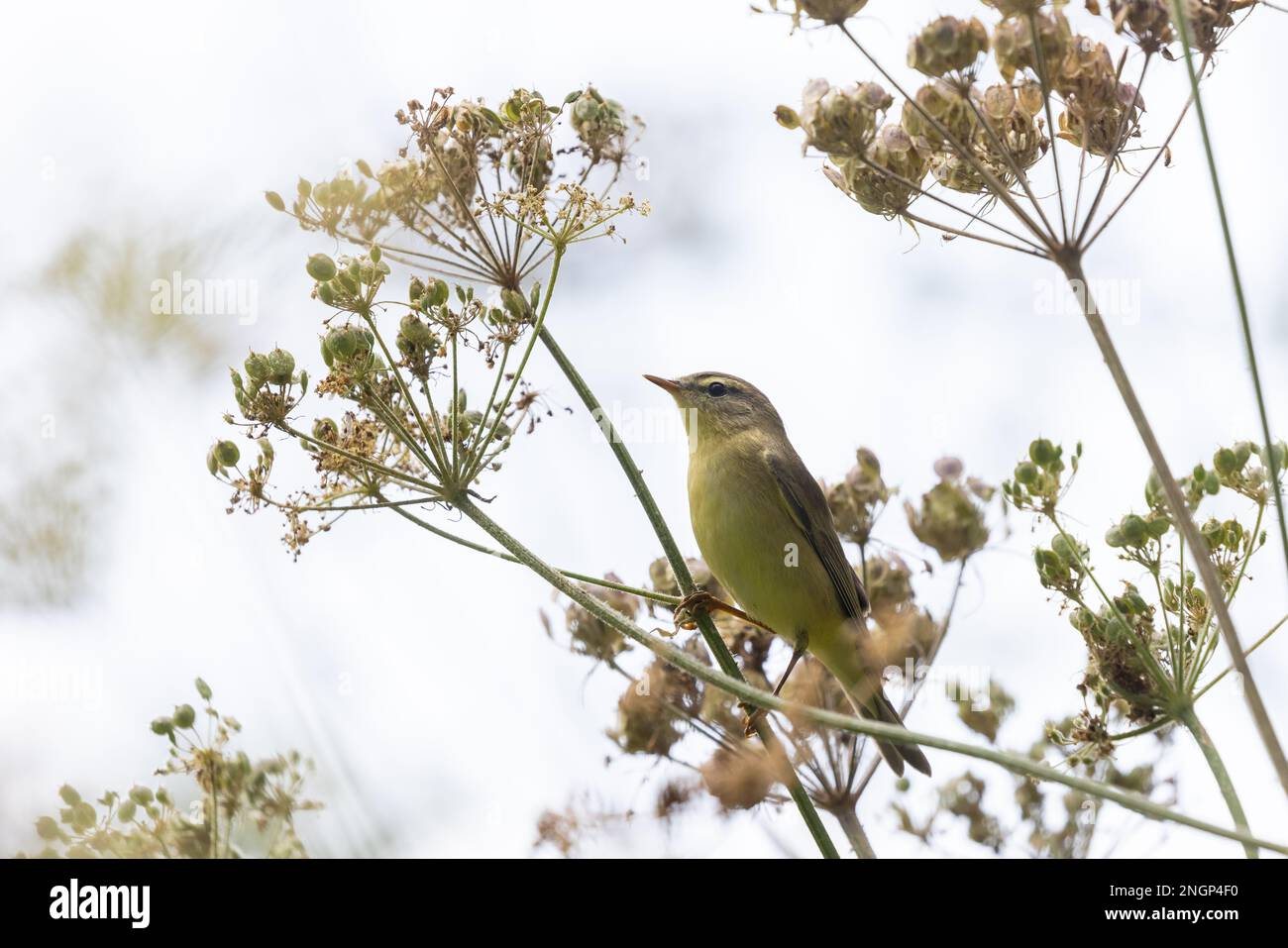 Paruline à saule [ Phylloscopus trochilus ] se nourrissant de l'herbe à poux Banque D'Images