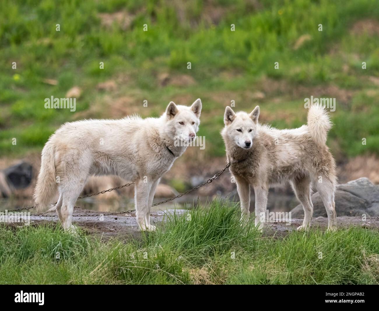 Chiens adultes du Groenland, Canis familiaris, gardés en chaîne comme chiens de traîneau à Sisimiut, au Groenland. Banque D'Images