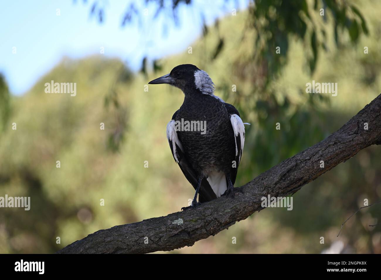Vue de face d'un jeune magpie australien perché sur une branche, sa tête tourne à gauche Banque D'Images
