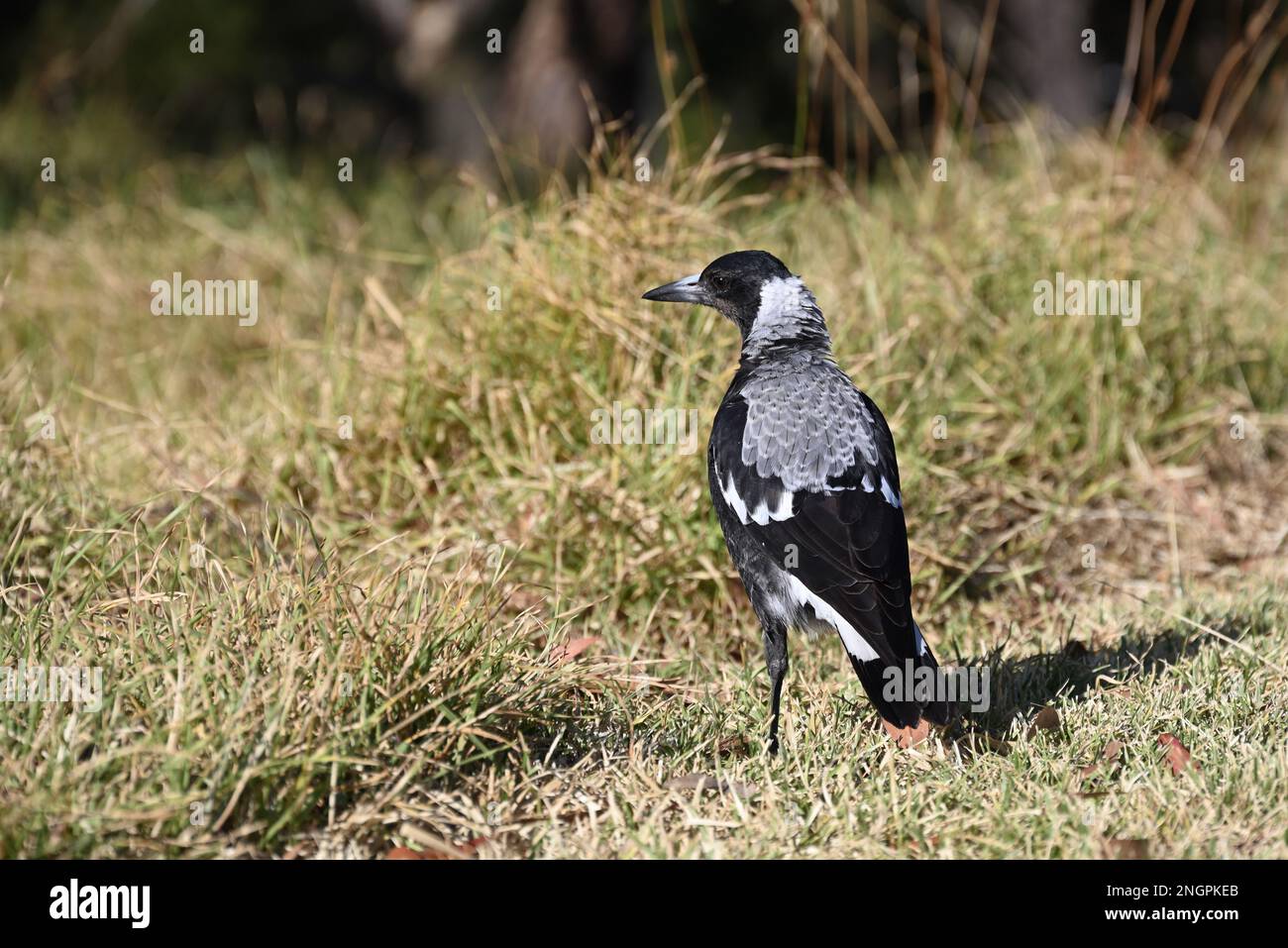 Magpie australienne vue de l'arrière comme elle se tient sur le sol dans une zone herbeuse, avec l'oiseau tournant sa tête vers la gauche pour regarder par-dessus son épaule Banque D'Images