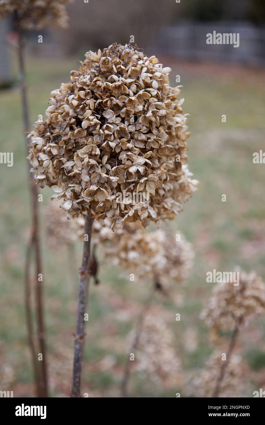 Gros plan de l'hortensia séché dans un jardin d'hiver en Nouvelle-Angleterre Banque D'Images
