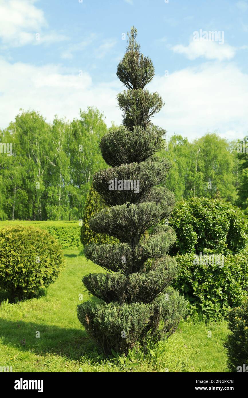 Brousse magnifiquement tondue dans le parc par beau temps Banque D'Images