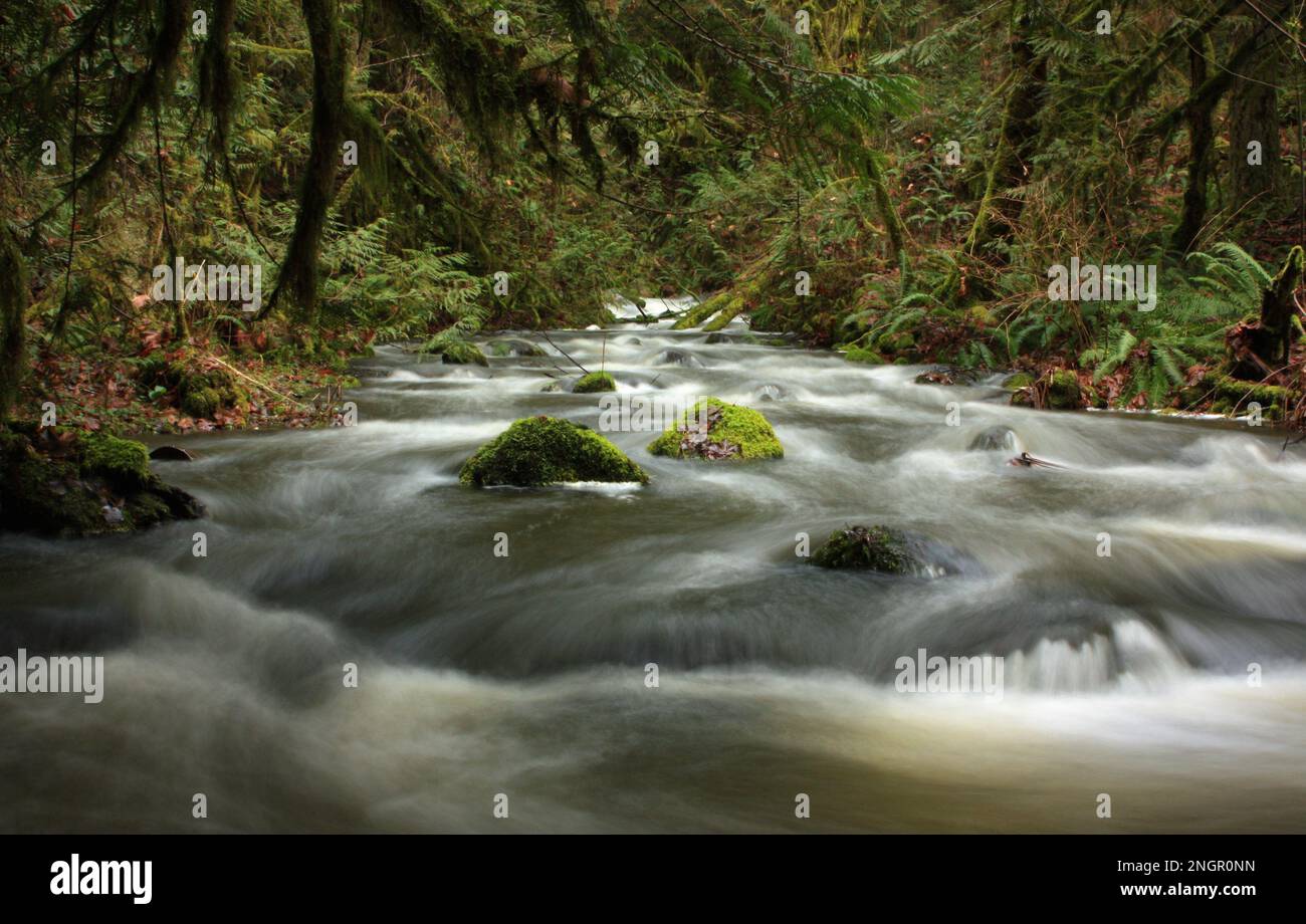 Longue exposition du ruisseau Tod qui traverse la forêt de l'île de Vancouver, avec des arbres et des roches mousseux et de l'eau floue Banque D'Images