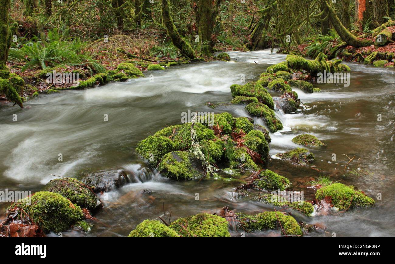 Longue exposition du ruisseau Tod qui traverse la forêt de l'île de Vancouver, avec des arbres et des roches mousseux et de l'eau floue Banque D'Images