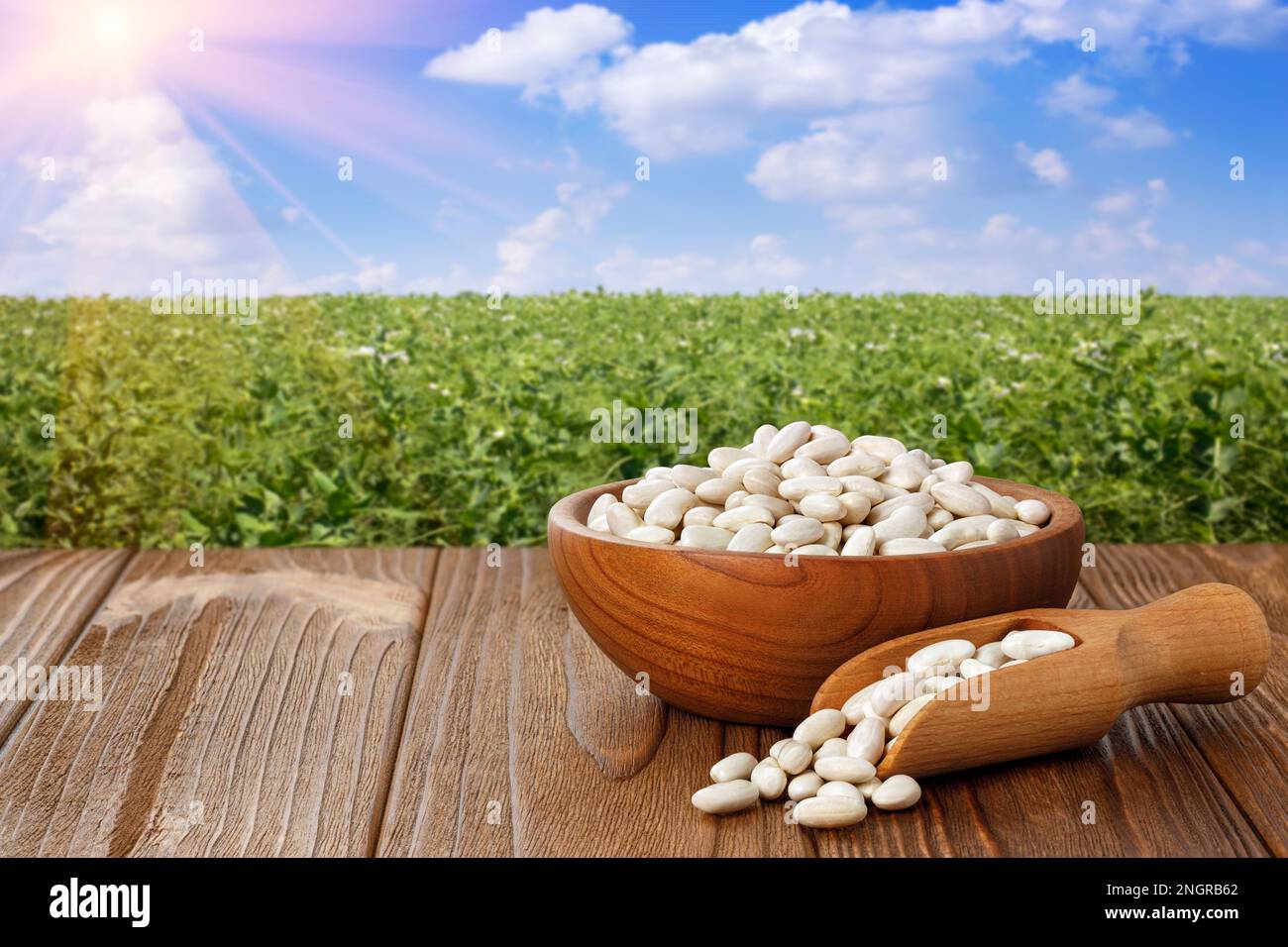 haricots blancs dans un bol en bois et dans une pelle sur la table avec champ de légumineuses vert Banque D'Images