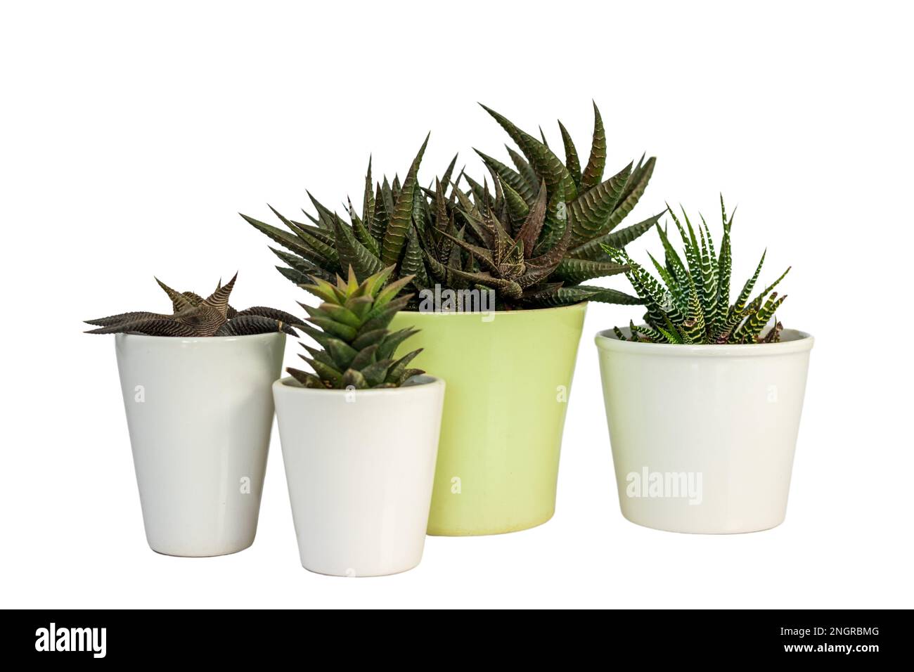 Hawothia différents types de succulents dans de beaux pots en céramique isolés sur fond blanc Banque D'Images