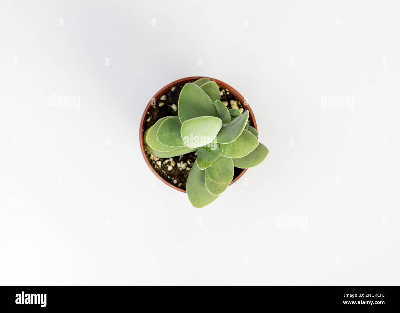 Crassula morgan plante succulente vue à grand angle isolée sur fond blanc Banque D'Images