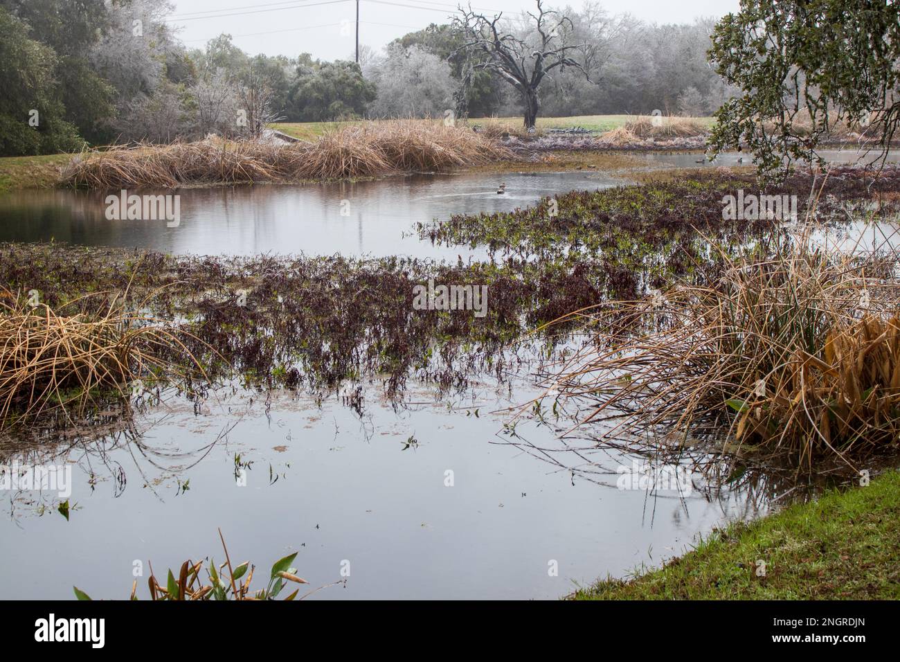 Les canards nagent dans un étang dans un parc public gelé. Tempête de verglas Austin Texas Banque D'Images