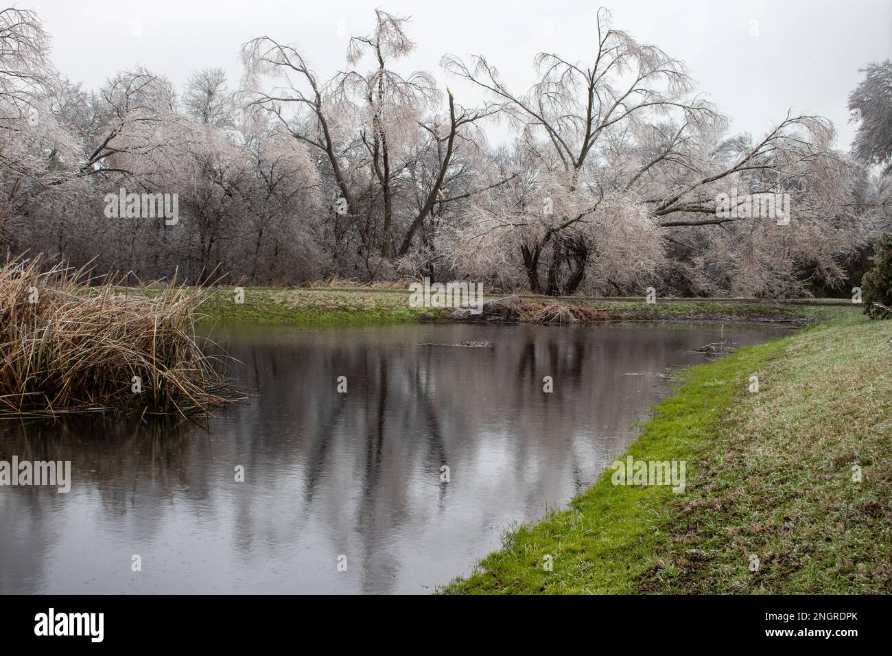 La forêt gelée se reflète sur l'étang en dessous. La pluie verglaçante couvrait les arbres dans la glace, créant un paysage de cristal merveilleux. Tempête d'hiver à Austin, Texas Banque D'Images