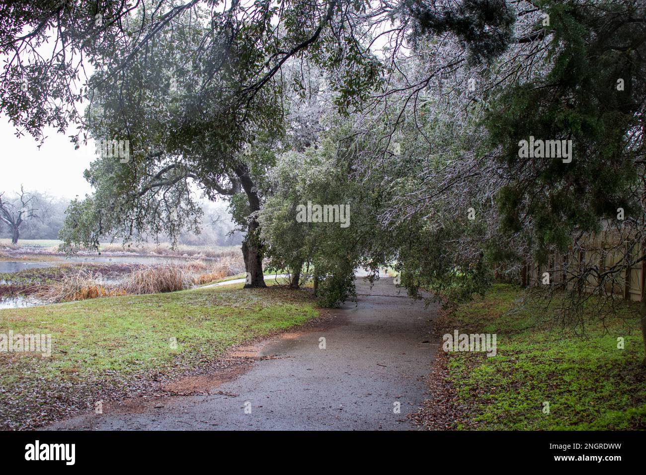 Branches d'arbre surgelées accrochées au-dessus d'un sentier pavé après une pluie verglaçante et une tempête de verglas à Austin, Texas Banque D'Images