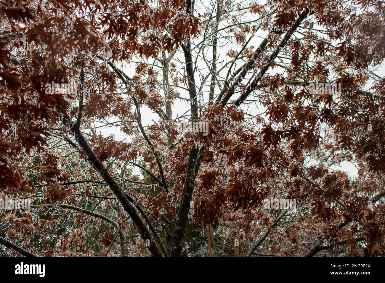 Arbre congelé et feuilles rouges couvertes de glaces d'une tempête de glace à Austin, Texas Banque D'Images
