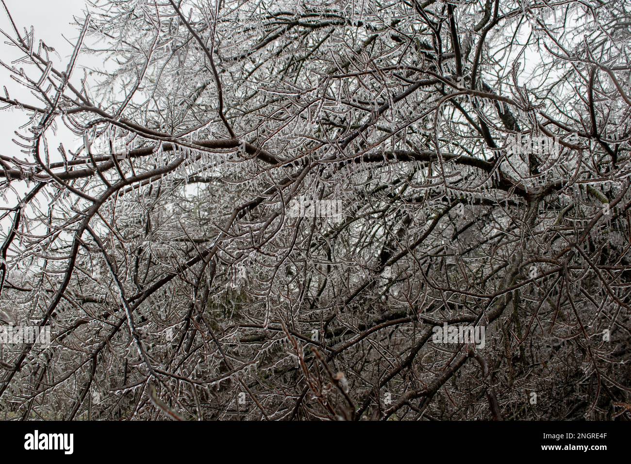 Le paradis du cristal magique comme une tempête de glace couvre les arbres et les branches à Austin Texas Banque D'Images