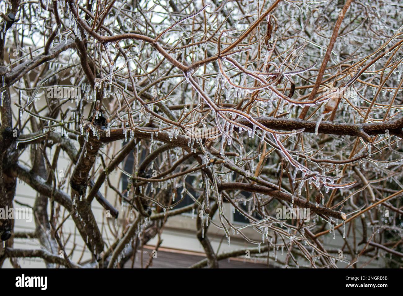 Glace gelée sur les branches d'arbres après une tempête de verglas à Austin, Texas Banque D'Images