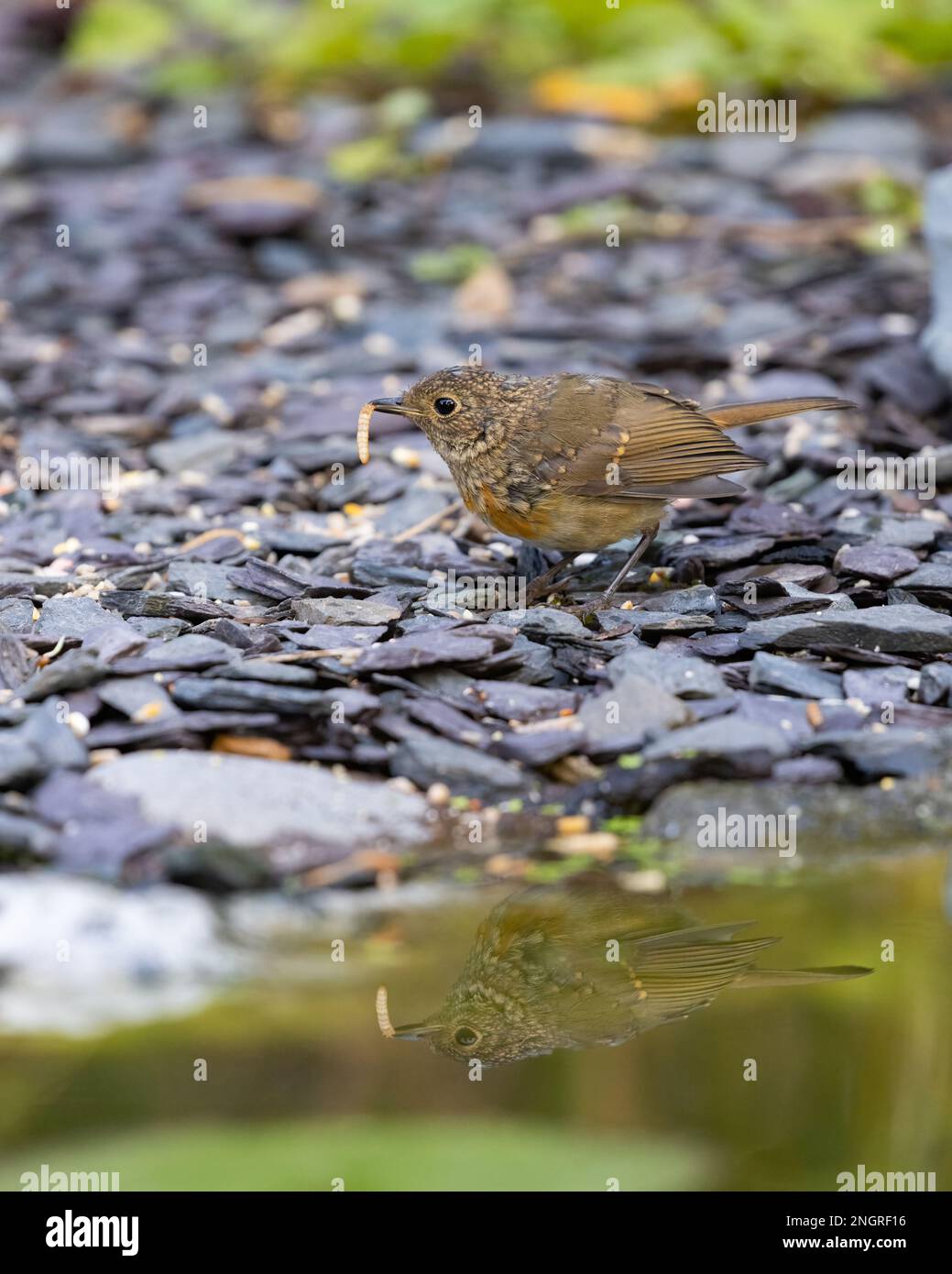 Robin européen [ erithacus rubecula ] avec le ver à viande dans son bec / bec à l'étang de jardin avec réflexion Banque D'Images