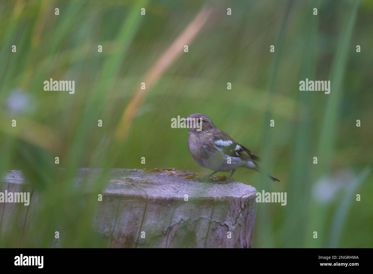 Chaffinch [ Fringilla coelebs ] oiseau femelle parmi les graminées sur la souche ancienne Banque D'Images