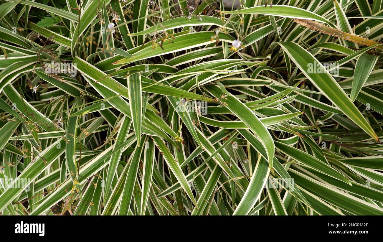 Chlorophytum comosum ou Spider Plant qui a des feuilles vertes pidatiques et blanchâtres Banque D'Images