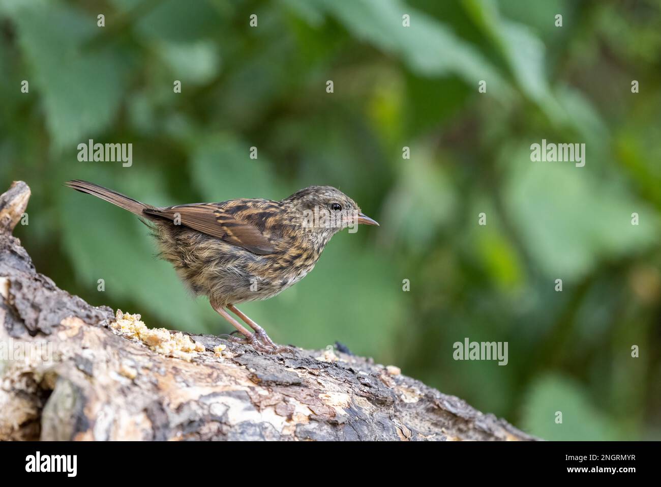 Dunnock [ Prunella modularis ] oiseau juvénile en rondins Banque D'Images