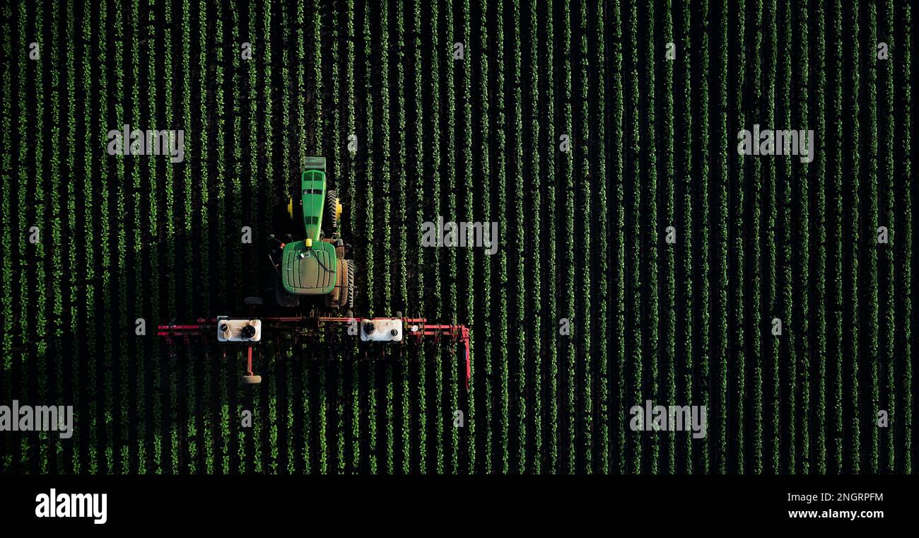 Le tracteur pulvérise des produits chimiques dans le champ pour protéger les plantes. Traitement des cultures agricoles contre les ravageurs. Protection des plantes pour une bonne récolte. A t Banque D'Images