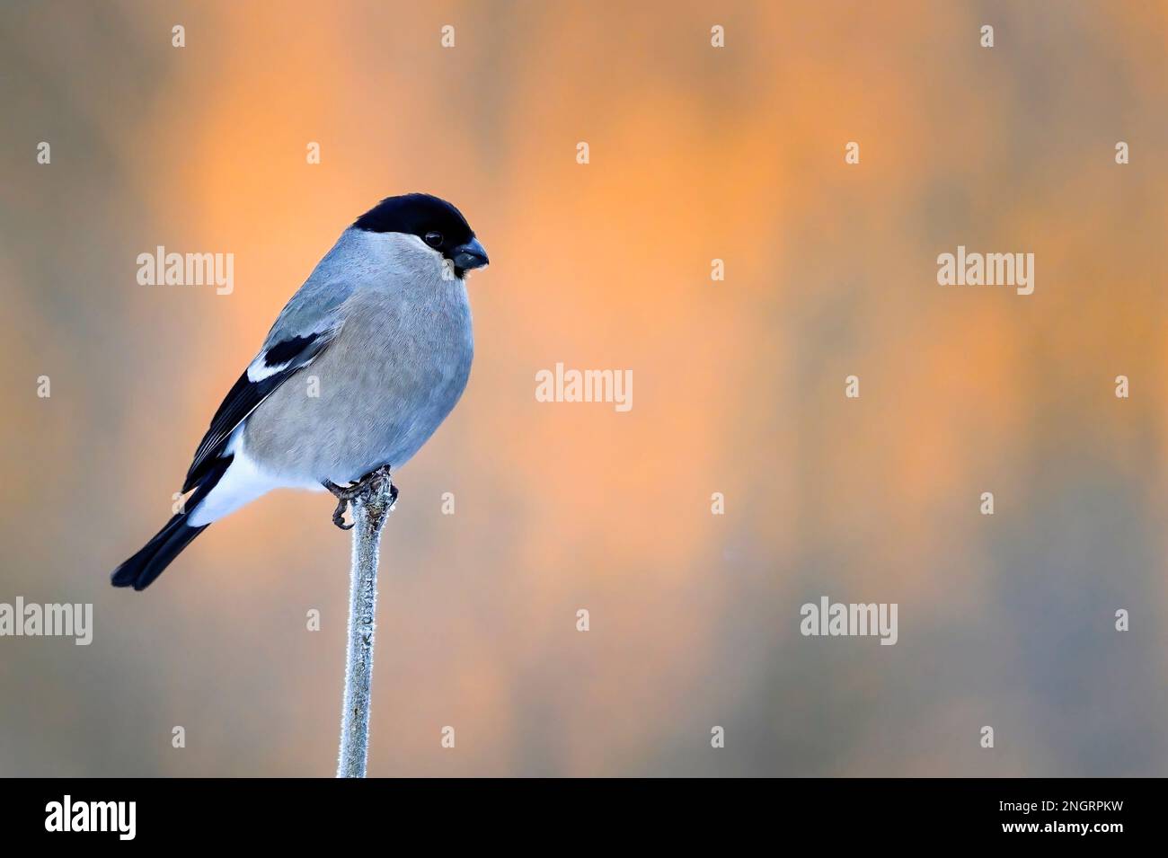 Bullfinch eurasien dans les couleurs d'hiver Banque D'Images