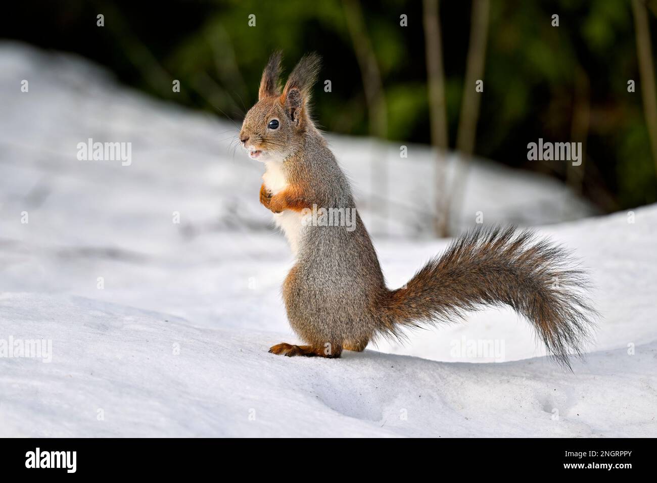 Sur la neige écureuil Banque D'Images