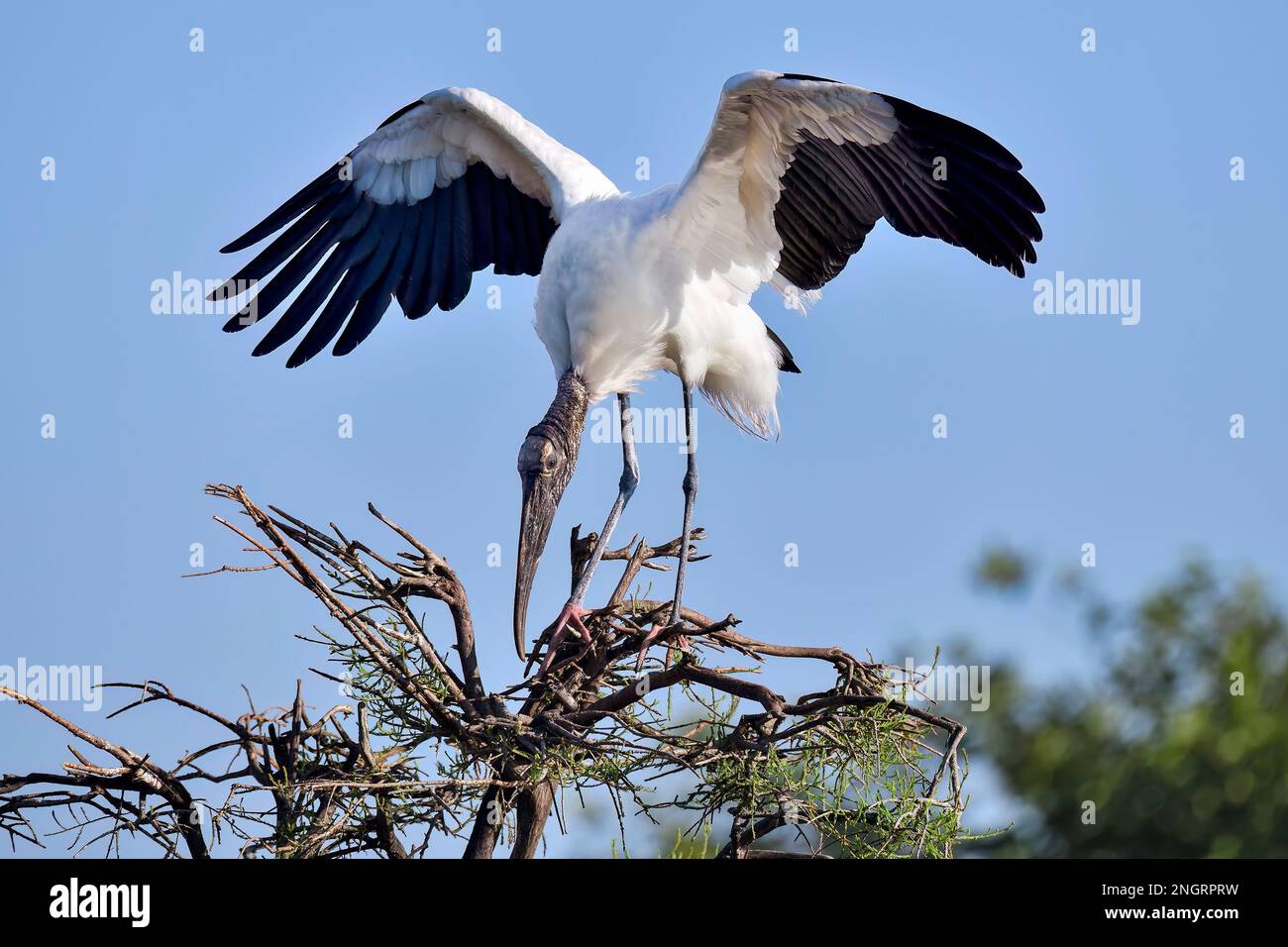 Pour un gros oiseau comme le bois Stork, il n'est pas facile de trouver l'équilibre debout sur la branche flexible. Banque D'Images