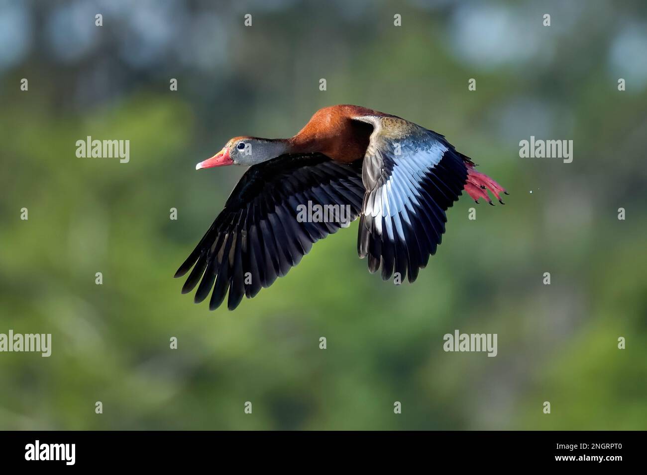 Black-bellied whistling duck-en vol. Banque D'Images